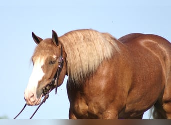 Sangre fría belga, Caballo castrado, 8 años, Overo-todas las-capas