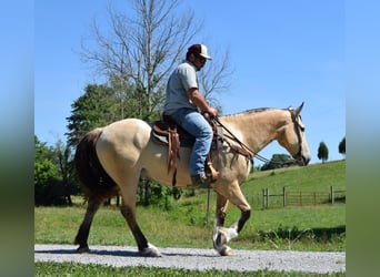 Sangre fría belga, Caballo castrado, 9 años, 157 cm, Buckskin/Bayo