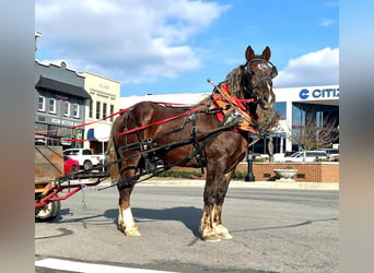 Sangre fría belga, Caballo castrado, 9 años, 170 cm, Castaño