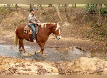 Sangre fría belga, Caballo castrado, 9 años, Alazán-tostado