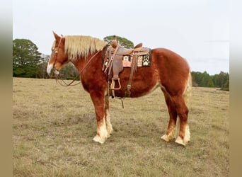 Sangre fría belga, Caballo castrado, 9 años, Alazán-tostado