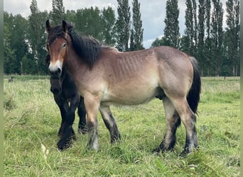 Sangre fría belga, Semental, 1 año, Castaño-ruano