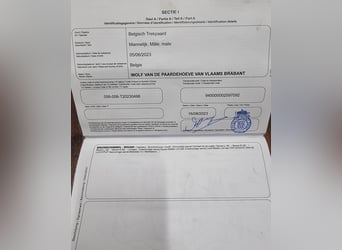 Sangre fría belga, Semental, 3 años