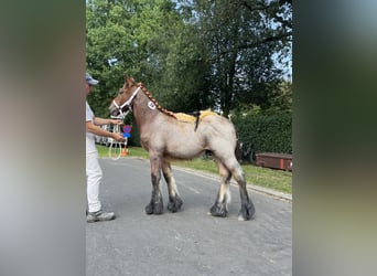 Sangre fría belga, Semental, Potro (04/2025), Castaño-ruano
