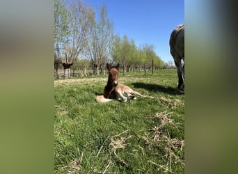 Sangre fría belga, Semental, Potro (04/2025), Castaño-ruano