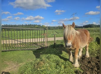 Sangre fría belga, Yegua, 3 años, 155 cm, Alazán