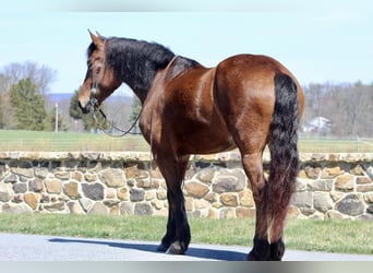 Sangre fría belga Mestizo, Yegua, 4 años, Castaño rojizo