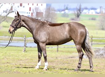 Sangre fría belga Mestizo, Yegua, 4 años, Palomino