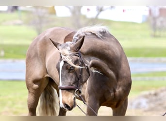Sangre fría belga Mestizo, Yegua, 4 años, Palomino