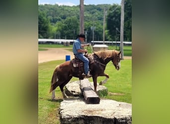 Sangre fría belga Mestizo, Yegua, 7 años, Alazán-tostado