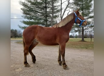 Sangre fría belga, Yegua, 8 años, 173 cm, Alazán-tostado