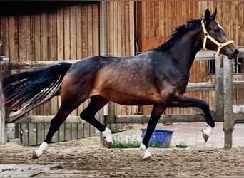 Sangre fría de Renania-Westfalia, Yegua, 7 años, 168 cm, Castaño oscuro