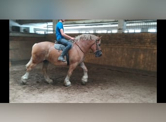 Sangre fría de Sajonia-Turingia, Caballo castrado, 6 años, 168 cm, Alazán