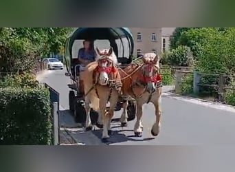 Sangre fría de Sajonia-Turingia, Caballo castrado, 6 años, 168 cm, Alazán
