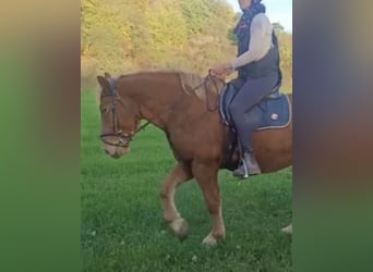 Sangre fría de Sajonia-Turingia, Caballo castrado, 7 años, 150 cm, Castaño