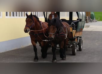 Sangre fría de Sajonia-Turingia, Yegua, 4 años, 165 cm, Castaño