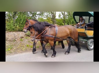 Sangre fría de Sajonia-Turingia, Yegua, 4 años, 165 cm, Castaño