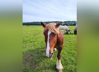 Sangre fría de Schleswig, Caballo castrado, 14 años, Alazán