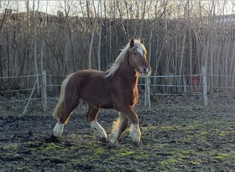 Sangre fría de Schleswig, Caballo castrado, 3 años, 163 cm, Alazán
