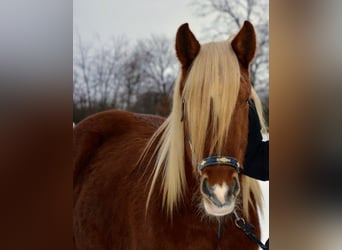 Sangre fría de Schleswig, Caballo castrado, 3 años, 163 cm, Alazán