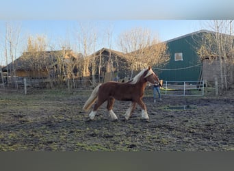 Sangre fría de Schleswig, Caballo castrado, 3 años, 163 cm, Alazán