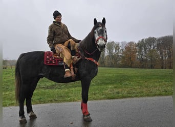 Sangre fría de Schleswig, Caballo castrado, 5 años, 168 cm, Tordillo negro