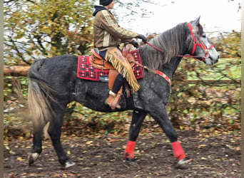 Sangre fría de Schleswig, Caballo castrado, 5 años, 168 cm, Tordillo negro