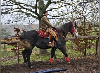 Sangre fría de Schleswig, Caballo castrado, 5 años, 168 cm, Tordillo negro