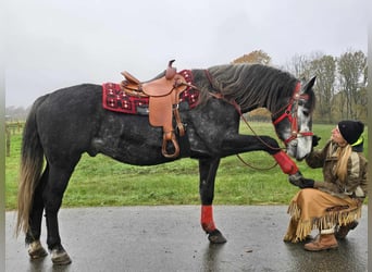 Sangre fría de Schleswig, Caballo castrado, 5 años, 168 cm, Tordillo negro