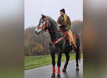 Sangre fría de Schleswig, Caballo castrado, 5 años, 168 cm, Tordillo negro