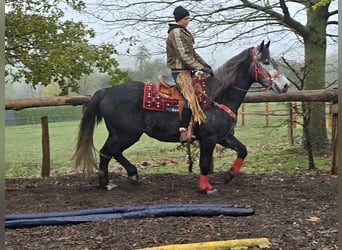 Sangre fría de Schleswig, Caballo castrado, 5 años, 168 cm, Tordillo negro