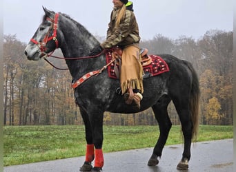 Sangre fría de Schleswig, Caballo castrado, 5 años, 168 cm, Tordillo negro