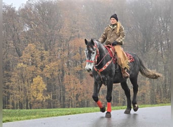 Sangre fría de Schleswig, Caballo castrado, 5 años, 168 cm, Tordillo negro