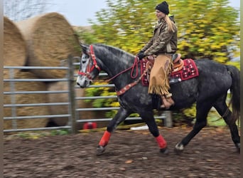 Sangre fría de Schleswig, Caballo castrado, 5 años, 168 cm, Tordillo negro