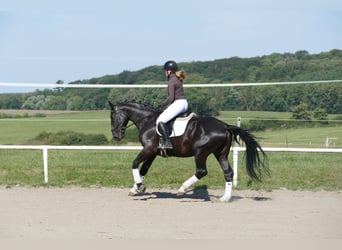 Sangre fría de Schleswig, Caballo castrado, 6 años, 163 cm, Negro