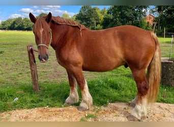 Sangre fría de Schleswig, Caballo castrado, 7 años, 166 cm, Alazán