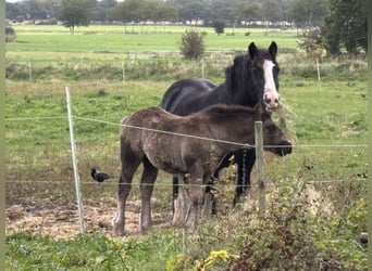 Sangre fría de Schleswig Mestizo, Yegua, 1 año, Castaño oscuro