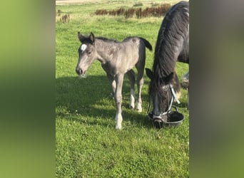 Sangre fría de Schleswig Mestizo, Yegua, 1 año, Castaño oscuro