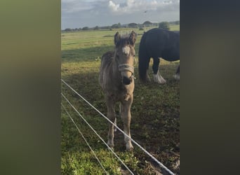 Sangre fría de Schleswig Mestizo, Yegua, 1 año, Castaño oscuro