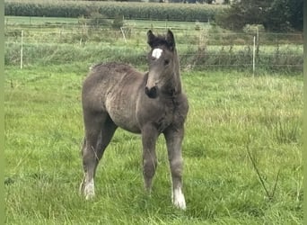 Sangre fría de Schleswig Mestizo, Yegua, 1 año, Castaño oscuro