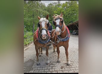 Sangre fría del sur de Alemania, Caballo castrado, 10 años, 163 cm, Alazán-tostado