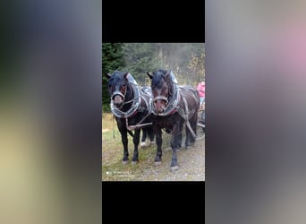 Sangre fría del sur de Alemania, Caballo castrado, 13 años, 170 cm, Castaño