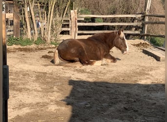 Sangre fría del sur de Alemania, Caballo castrado, 16 años, 157 cm, Alazán-tostado