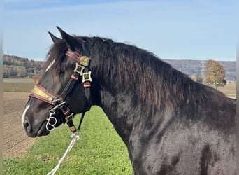 Sangre fría del sur de Alemania, Caballo castrado, 2 años, 164 cm, Negro