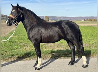 Sangre fría del sur de Alemania, Caballo castrado, 2 años, 164 cm, Negro