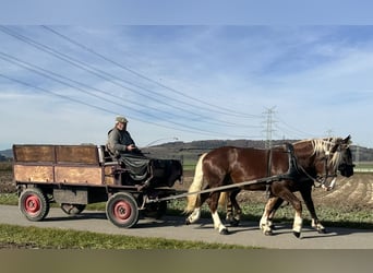 Sangre fría del sur de Alemania, Caballo castrado, 2 años, 165 cm, Alazán-tostado