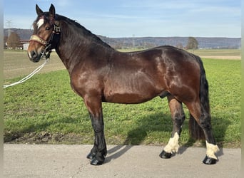 Sangre fría del sur de Alemania, Caballo castrado, 2 años, 165 cm, Castaño oscuro