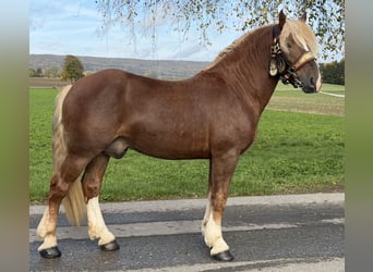 Sangre fría del sur de Alemania, Caballo castrado, 2 años, 167 cm, Alazán-tostado