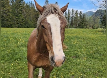 Sangre fría del sur de Alemania, Caballo castrado, 3 años, 160 cm, Alazán
