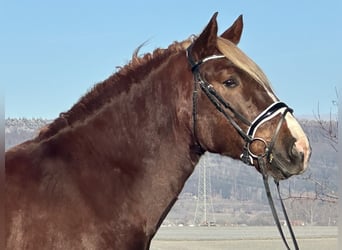 Sangre fría del sur de Alemania, Caballo castrado, 3 años, 160 cm, Alazán-tostado